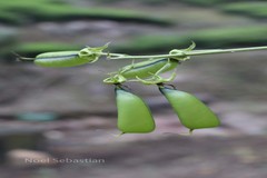 Crotalaria semperflorens